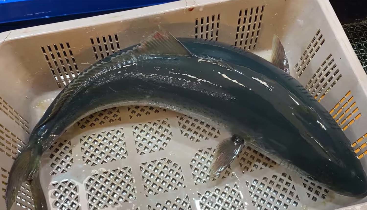 일본산 양식 방어. / '푸드박스' 유튜브 채널