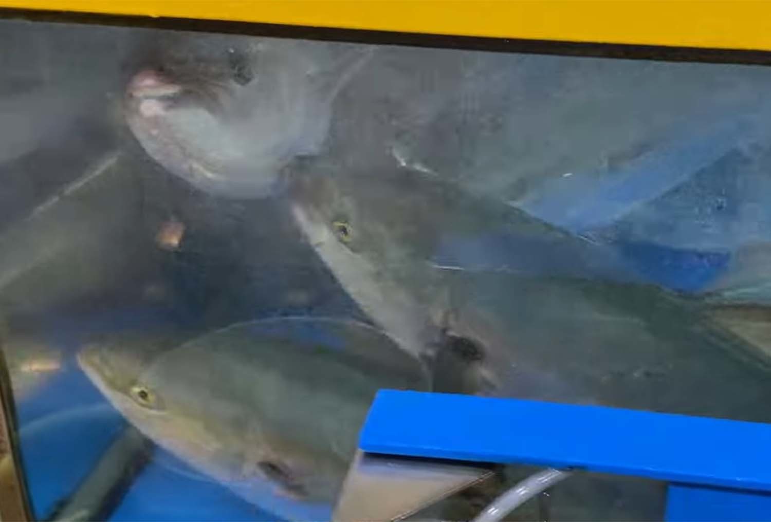 일본산 양식 방어. / '푸드박스' 유튜브 채널