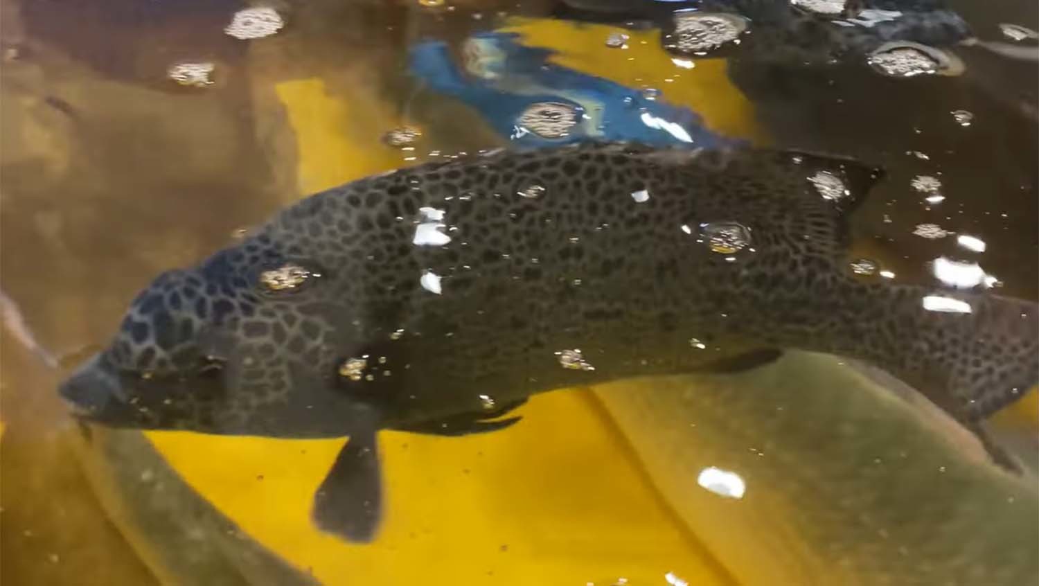 강담돔. / '푸드박스' 유튜브 채널