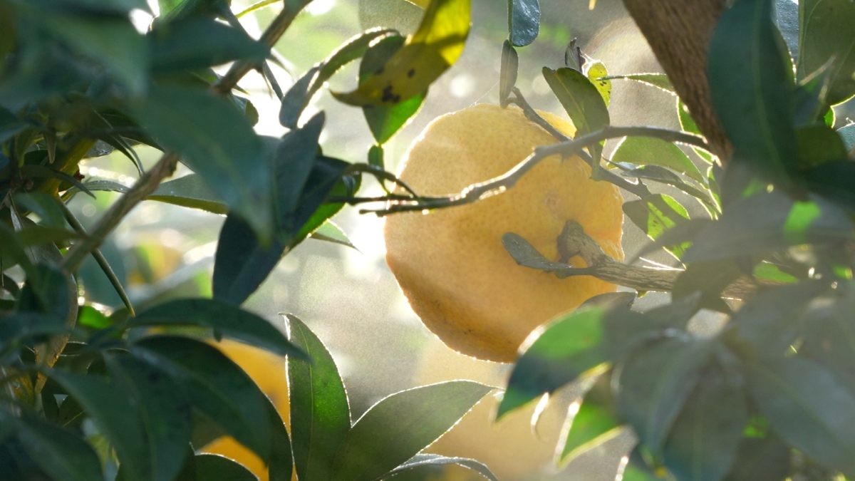 EBS1 '한국기행' 미리보기 페이지에서 제공하는 '달콤한 내 인생' 편 자료 사진. / EBS1 제공