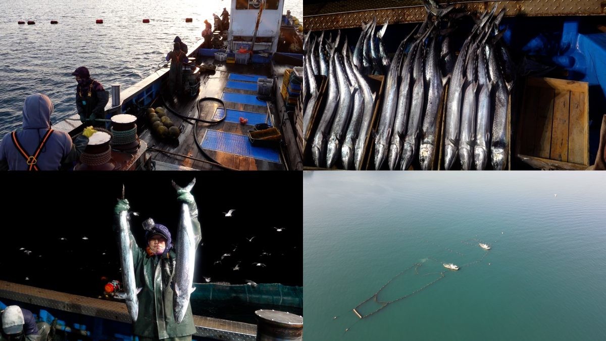 EBS1 '극한직업' 미리보기 페이지에서 제공하는 '겨울이 제맛! 대삼치와 어묵' 편 자료 사진 / EBS 제공