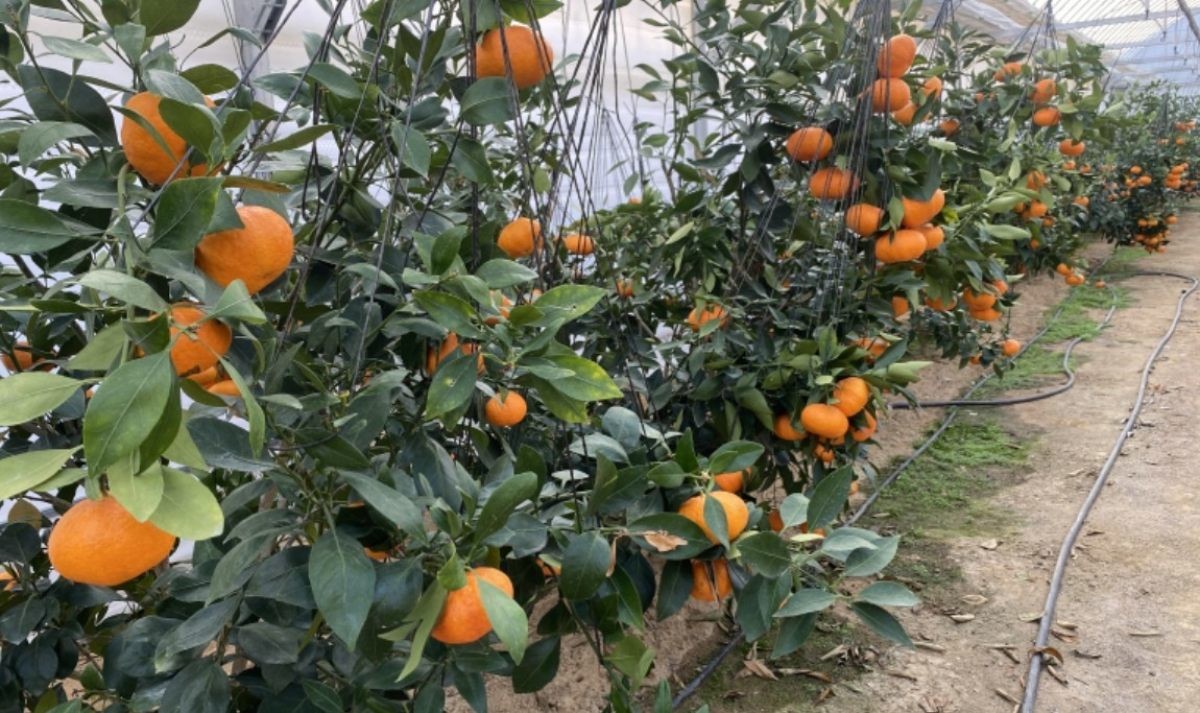 청주시농업기술센터는 기후 변화에 대비한 신소득 작목 육성 사업의 일환으로 재배해 온 레드향 출하를 시작했다고 20일 밝혔다. / 청주시 제공