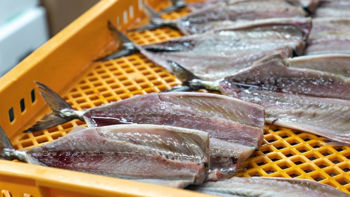 고등어 자료사진 / slunce-shutterstock.com