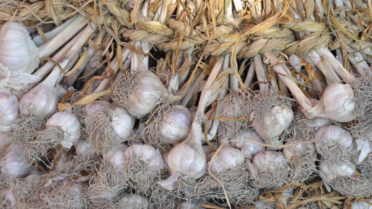 마늘 자료사진 / WuTang.Photographer-shutterstock.com