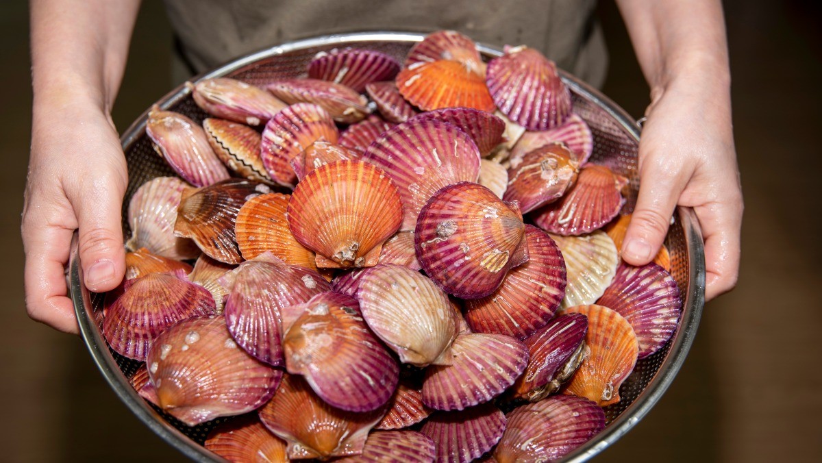 홍가리비 / Daecheol-shutterstock.com