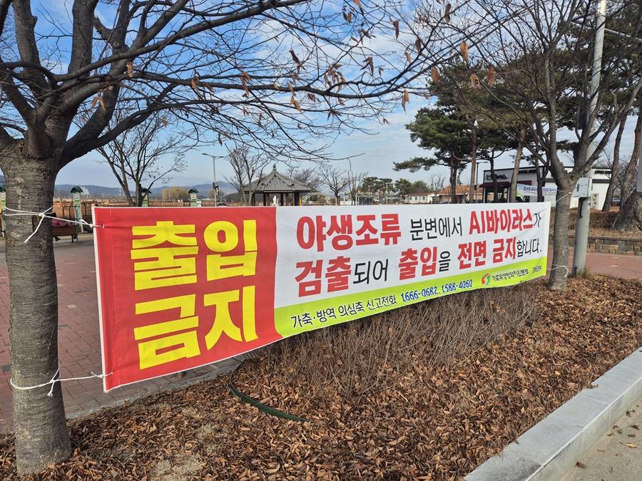 경상북도는 도내 첫 고병원성 조류인플루엔자(H5N1형)가 17일 구미시 지산샛강에서 채취한 야생조류 페사체(큰고니)에서 검출됐다고 밝혔다/경북도