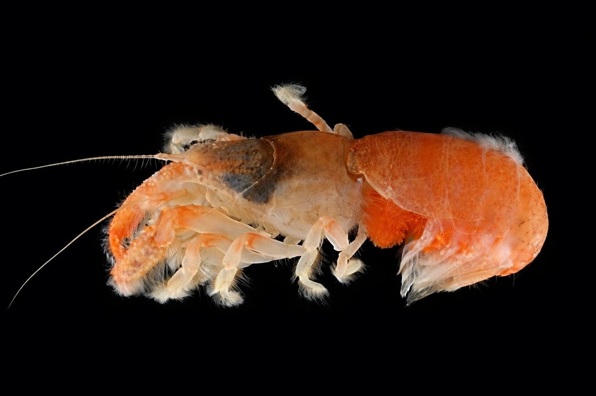 신종 쏙류 모습.     국립생물자원관은 올해 8월 제주 서귀포 문섬 연안의 수심 40m 모래 경사면을 탐사하는 과정에서 굴을 파고 서식하는 신종 쏙류를 확인했다고 23일 밝혔다. 현장에서 관찰된 굴의 분포를 고려할 때 해당 지역에 수천 개체 이상 서식할 것으로 추정된다고 국립생물자원관은 밝혔다.     / 국립생물자원관 제공