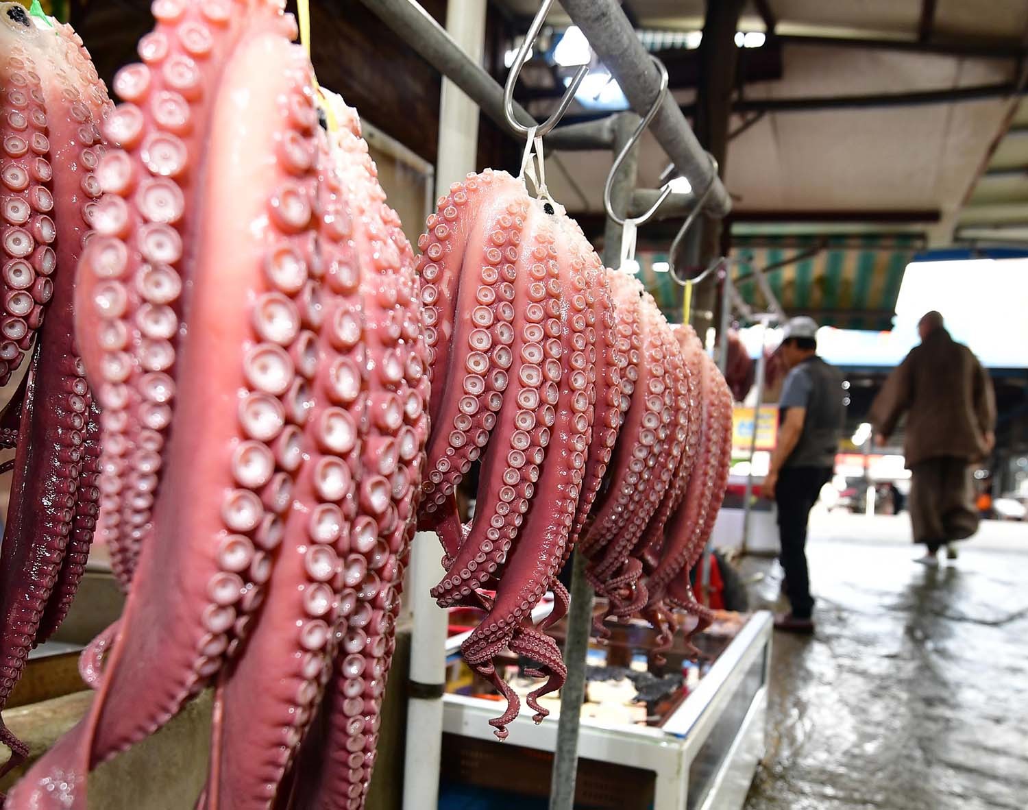 문어 / 뉴스1 자료사진