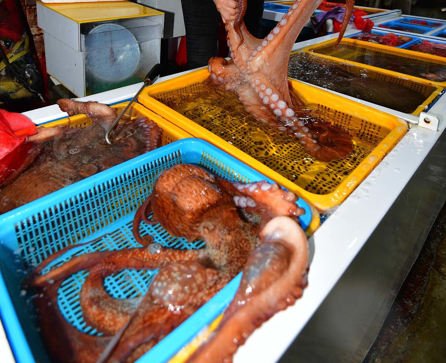 문어 / 뉴스1 자료사진