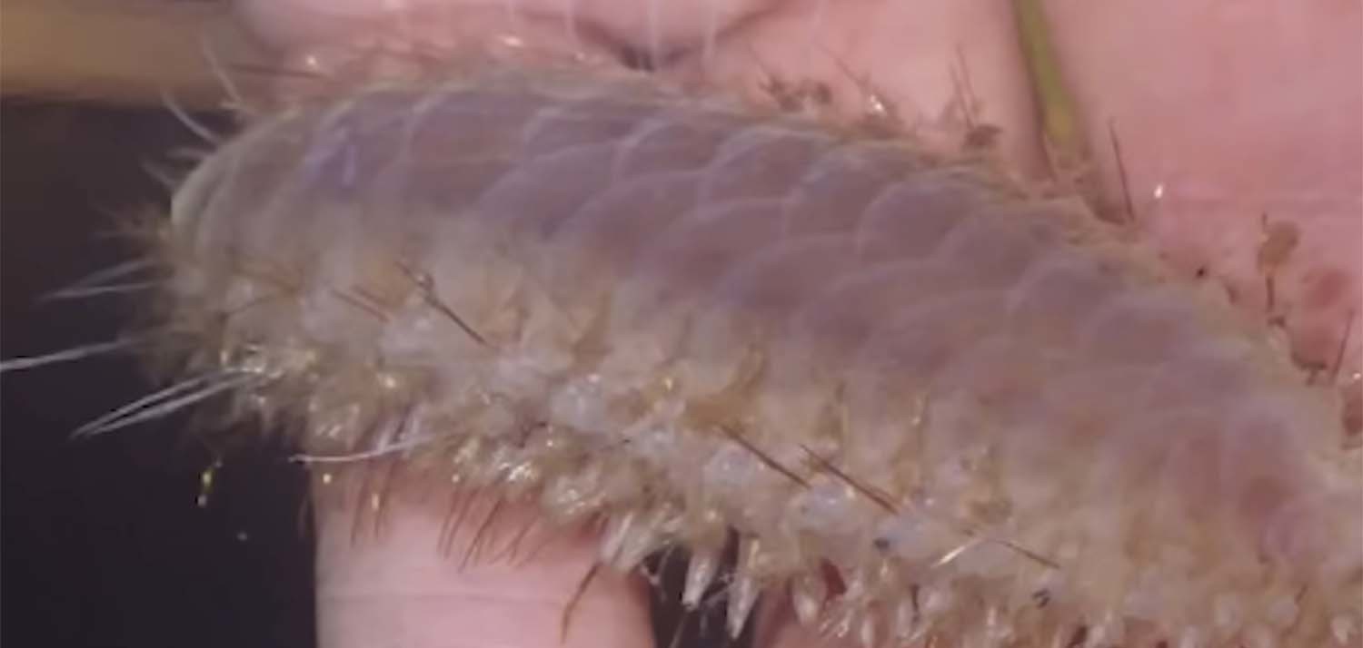 폴리노이데 / '입질의추억TV' 유튜브 채널