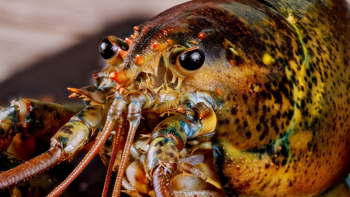 바닷가재 / tastyfood-shutterstock.com