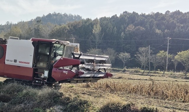 지난 11월 강진군 옴천면 영복마을 콩 전문생산단지에서 수확이 이뤄지고 있다.