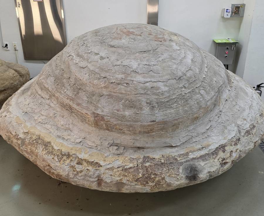 포항 신생대 두호층 고래화석/이하 포항시