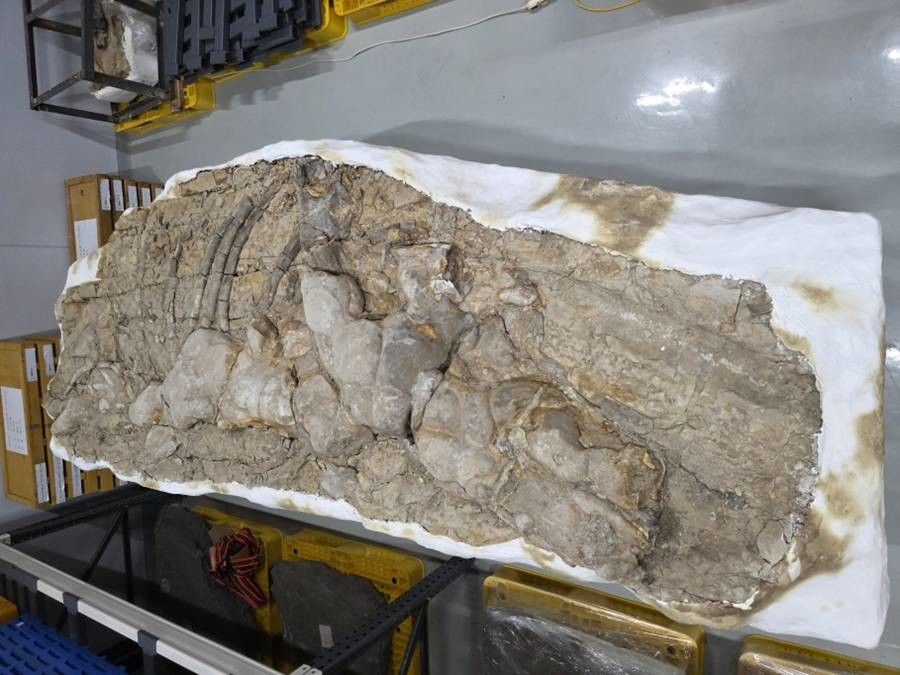 포항 신생대 두호층 결핵체