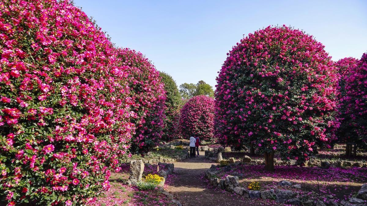 제주 카멜리아힐. / Stock for you-shutterstock.com
