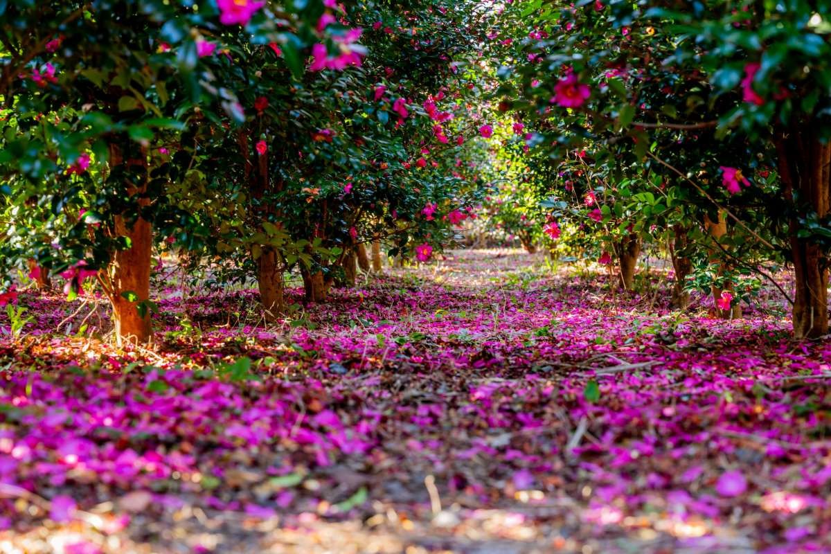 제주 위미리 동백나무 군락. / Stock for you-shutterstock.com