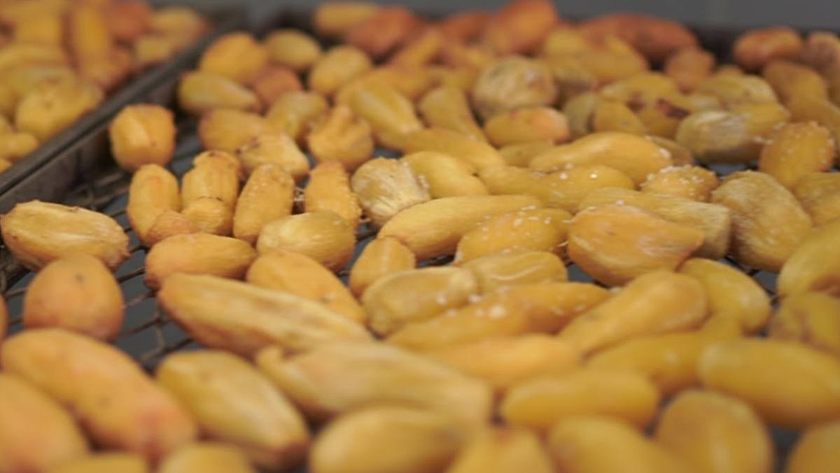 껍질이 까진 군고구마들. 군고구마 대량 생산 제조 관련 자료 사진.