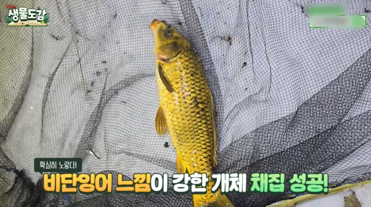 발견된 황금색이 비단잉어. / 유튜브 'TV생물도감'