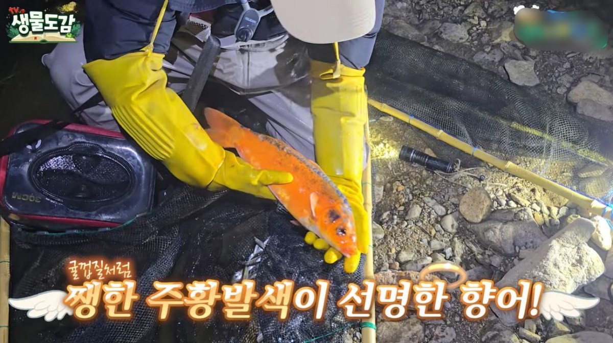 주황색의 향어. / 유튜브 'TV생물도감'