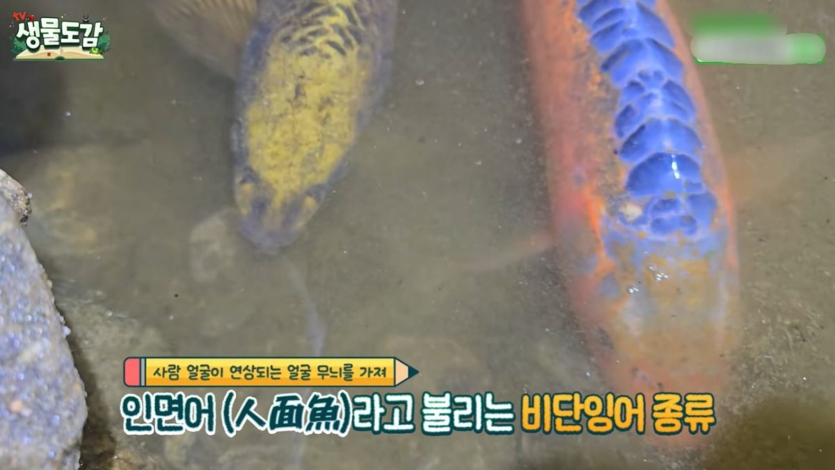 '인면어'의 특징을 갖고 있는 비단잉어의 모습. / 유튜브 'TV생물도감'