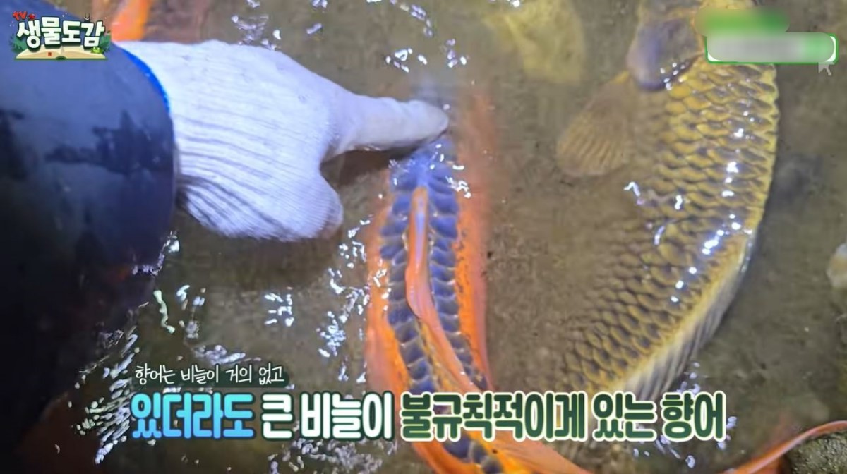 비늘이 불규칙하게 나 있는 향어의 모습. / 유튜브 'TV생물도감'