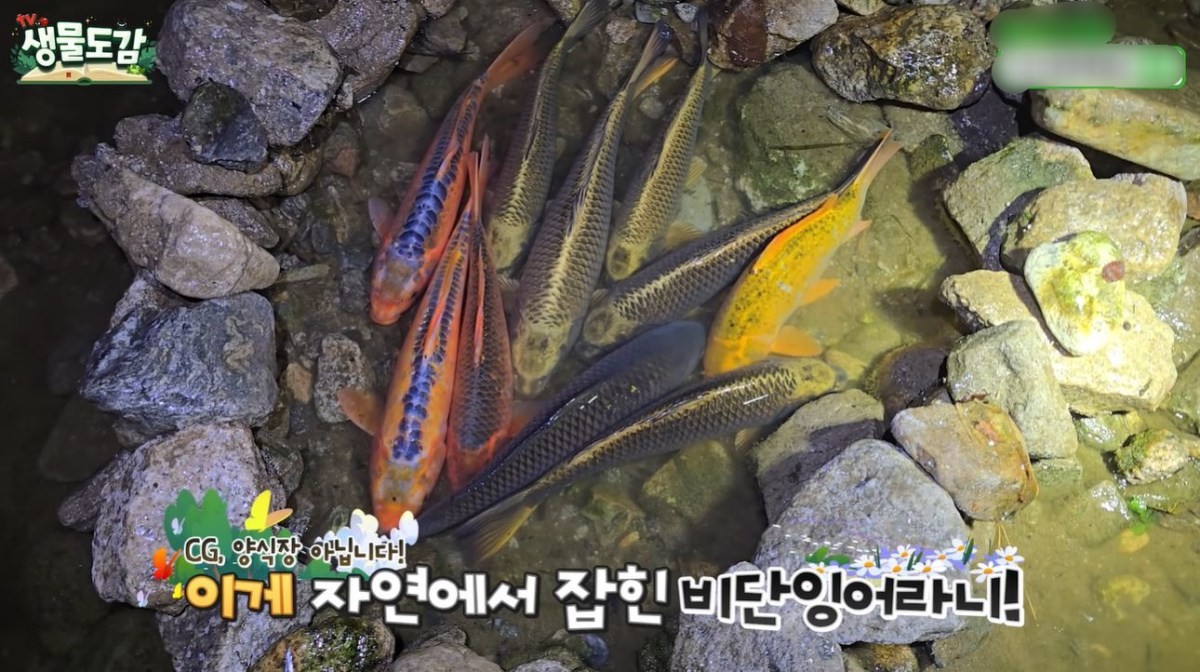 잡힌 비단잉어와 향어. / 유튜브 'TV생물도감'