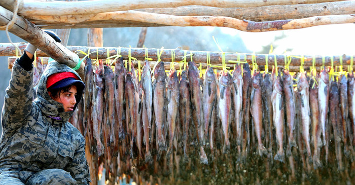 한파가 몰아친 28일 오전 강원 인제 북면 용대리의 한 황태덕장에서 주민들이 명태를 덕장에 내거는 덕걸이 작업을 하고 있다. / 뉴스1