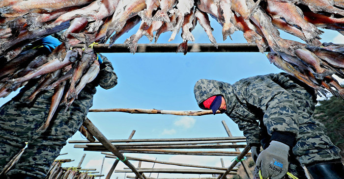한파가 몰아친 28일 오전 강원 인제 북면 용대리의 한 황태덕장에서 주민들이 명태를 덕장에 내거는 덕걸이 작업을 하고 있다. / 뉴스1
