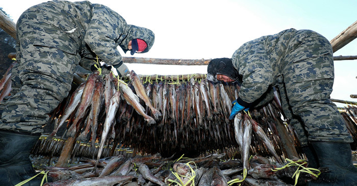 한파가 몰아친 28일 오전 강원 인제 북면 용대리의 한 황태덕장에서 주민들이 명태를 덕장에 내거는 덕걸이 작업을 하고 있다. / 뉴스1