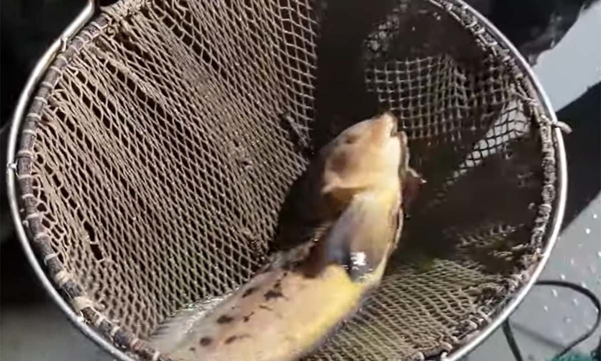 꼼치 / '마초TV' 유튜브