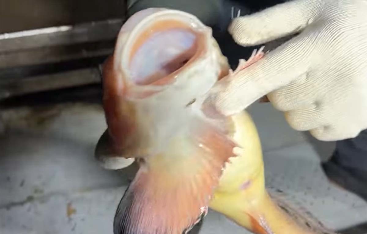 꼼치 / '마초TV' 유튜브