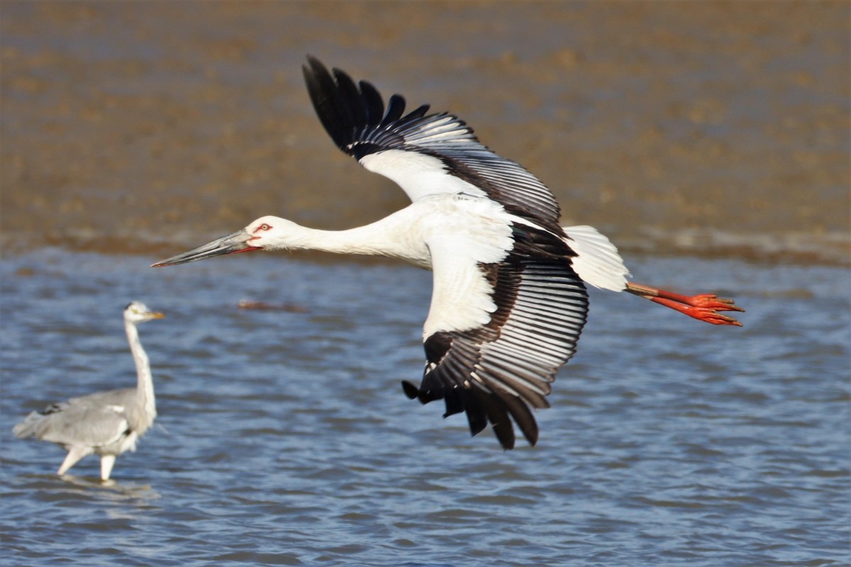 황새 모습 / 예산군