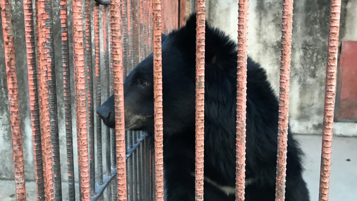 웅담 채취용으로 철창에 갇혀있던 반달가슴곰이 밖을 바라보고 있다. / 녹색연합 제공, 뉴스1