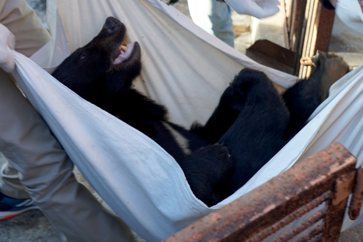 2018년 강원도 동해시 한 농장에서 웅담 채취용으로 철창에 갇혀있던 반달가슴곰이 마취 후 구조되고 있다. 녹색연합은 온라인 펀딩을 통해 모집한 돈으로 이 농장에 있던 반이, 달이, 곰이 등 3마리의 반달가슴곰을 매입해 임시 보호시설로 이송했다. / 녹색연합 제공, 뉴스1