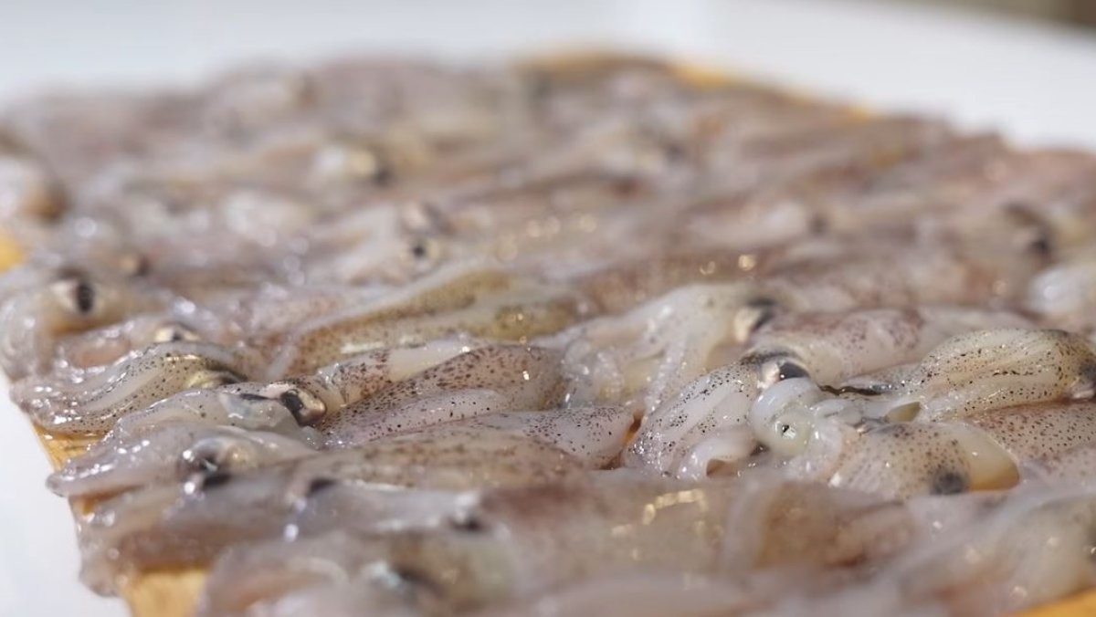 여러 마리의 꼴뚜기. / 유튜브 '입질의추억TV jiminTV'