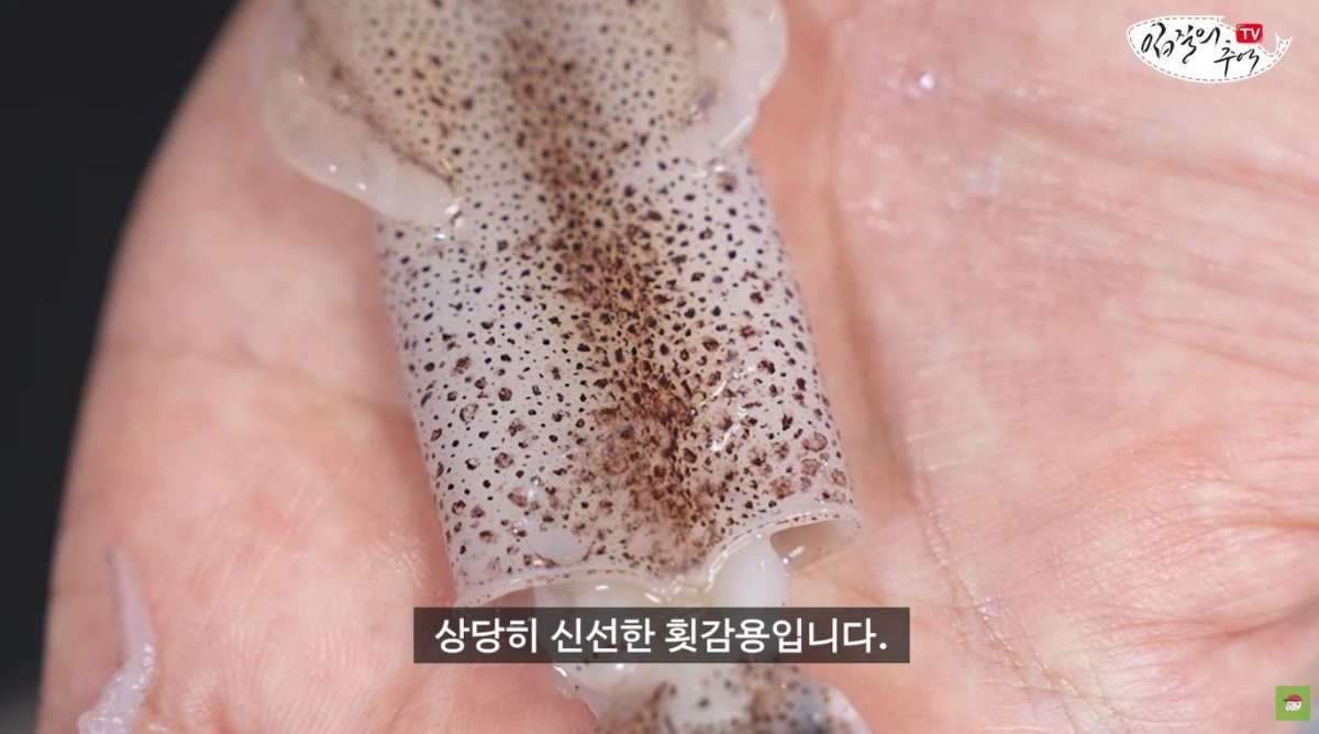 신선한 상태의 꼴뚜기. / 유튜브 '입질의추억TV jiminTV'