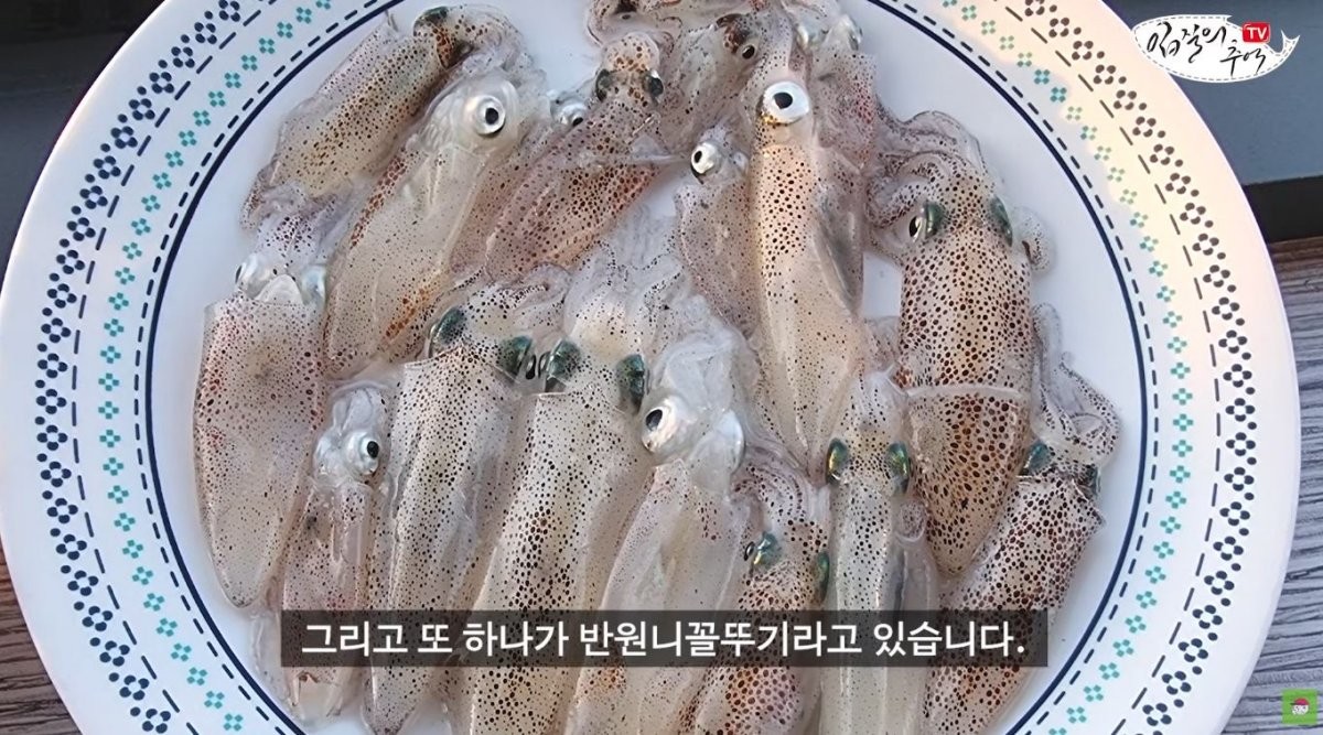 반원니꼴뚜기. / 유튜브 '입질의추억TV jiminTV'