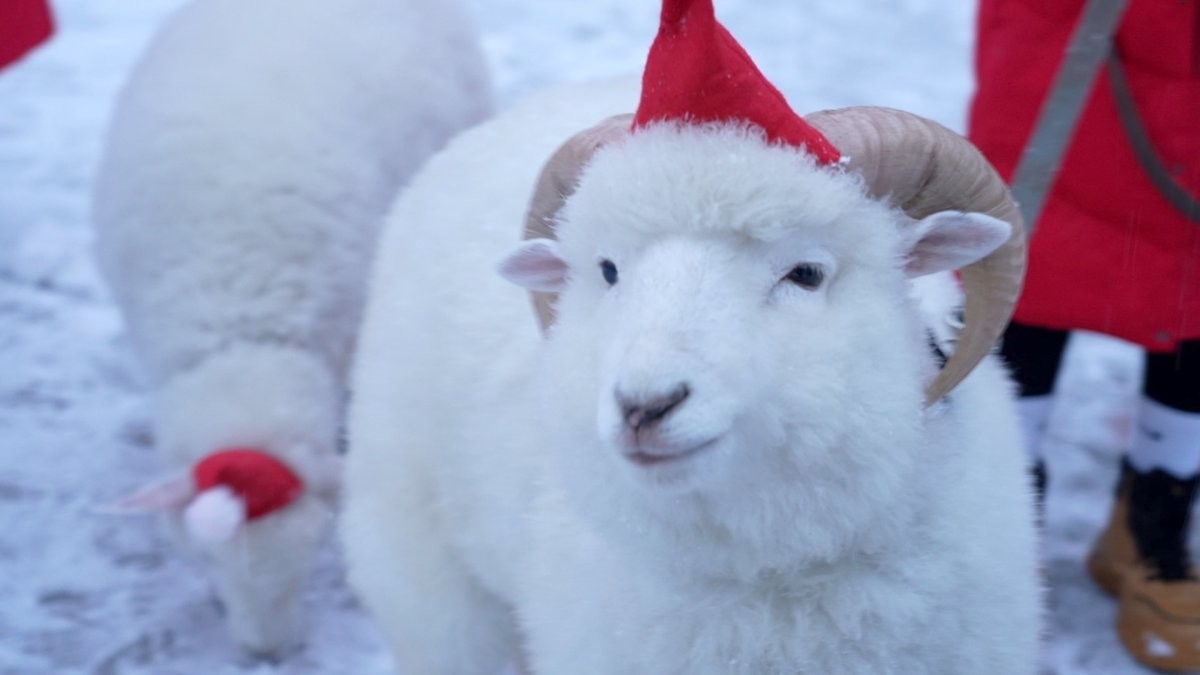 EBS1 '한국기행' 미리보기 페이지에서 제공하는 '양과 함께 달리는 새해' 편 자료 사진. / EBS1 제공