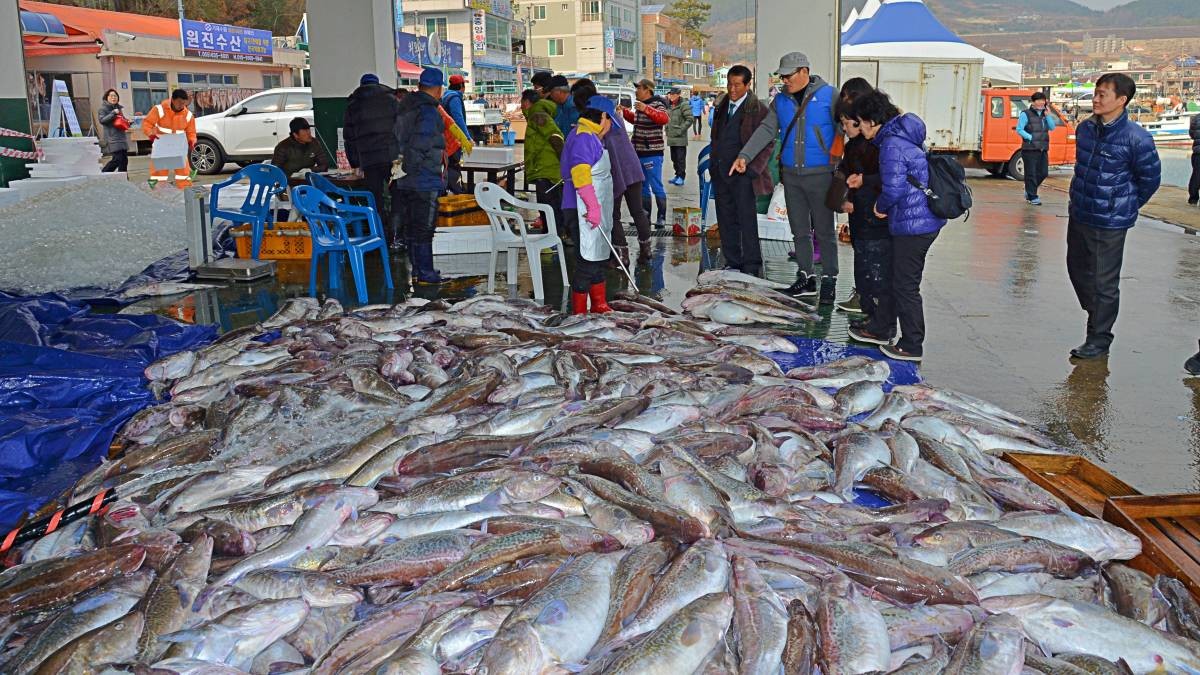겨울철 거제를 대표하는 어종인 ‘대구’. / 뉴스1