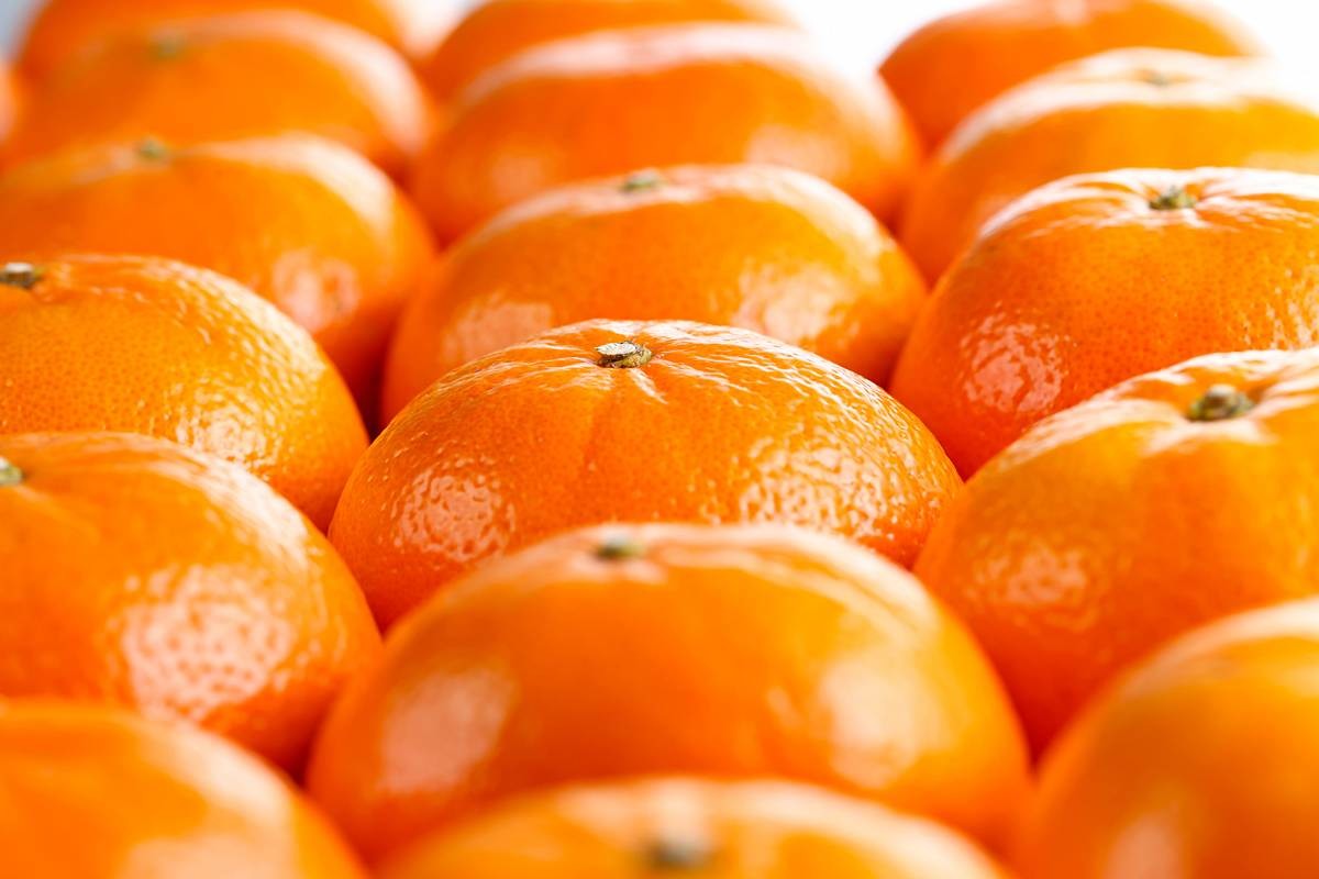 귤 꼭지 / Napat-Shutterstock.com