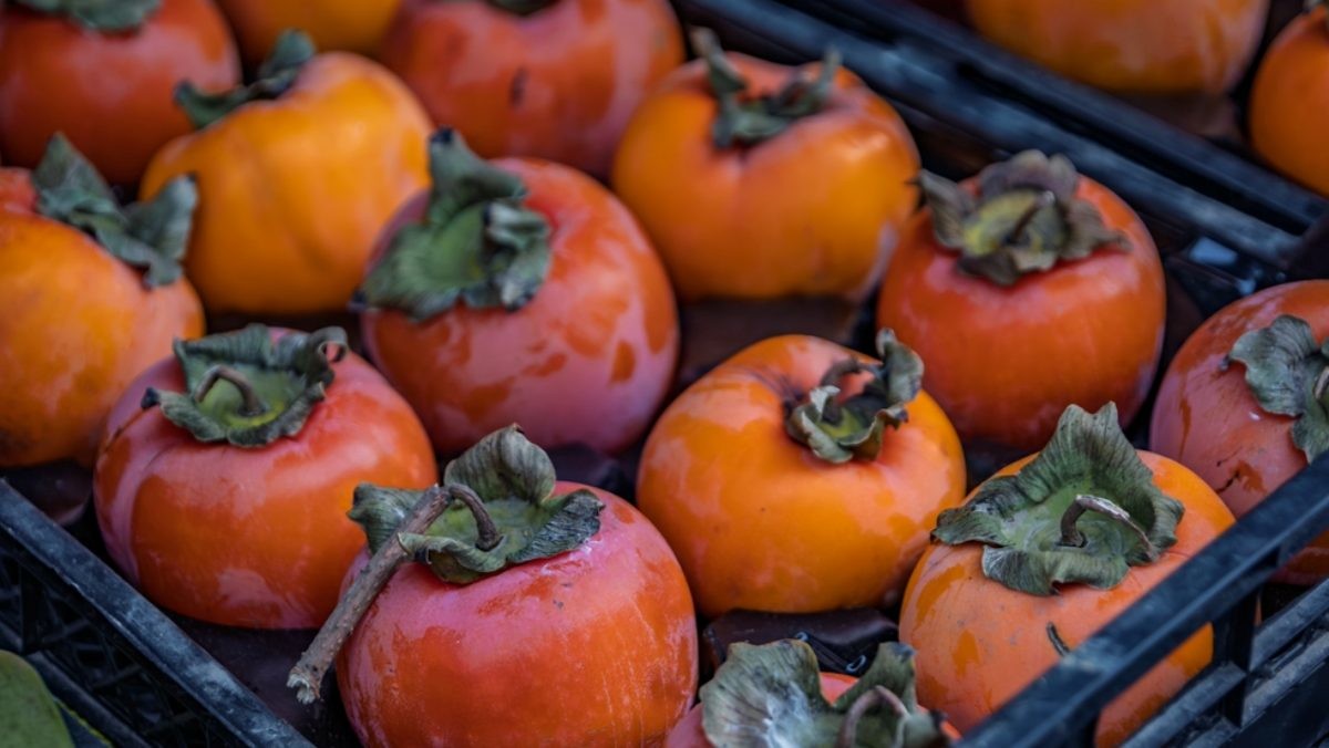 홍시 자료사진 / SvetlanaSF-shutterstock.com