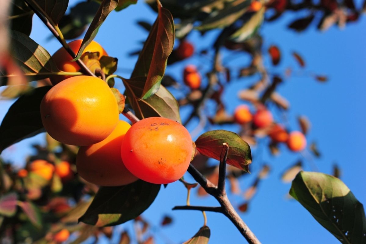 홍시 자료사진 / ZCOOL HelloRF-shutterstock.com