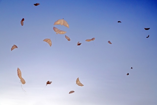 '통일기원 해맞이 행사'에 참석한 군민과 관광객들이 평화의 상징인 비둘기 풍선을 하늘로 날려 보내고 있다.