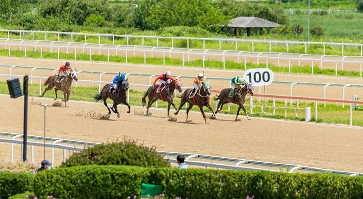 한국마사회 렛츠런파크 부산경남(본부장 엄영석)의 기수들이 연말 기록 행진을 이어가고 있다. 12월 26일 모준호 기수가 100승을 달성한 데 이어, 지난 6월 데뷔한 신예 손경민, 남정혁 기수가 나란히 생애 첫 승을 기록하며 2025년의 대미를 장식했다.   / 사진제공=렛츠런파크 부산경남