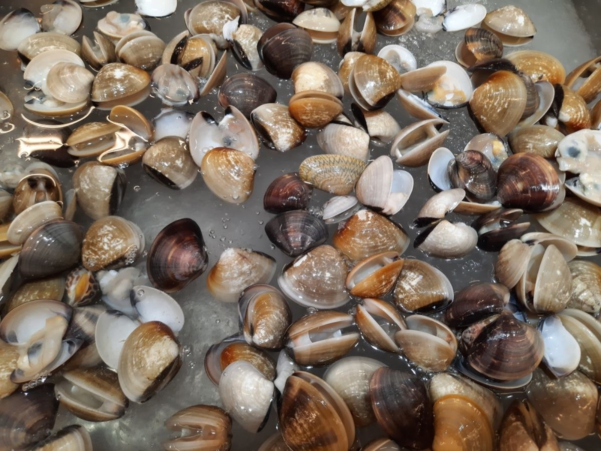 바지락 자료사진 / lensaraja-shutterstock.com