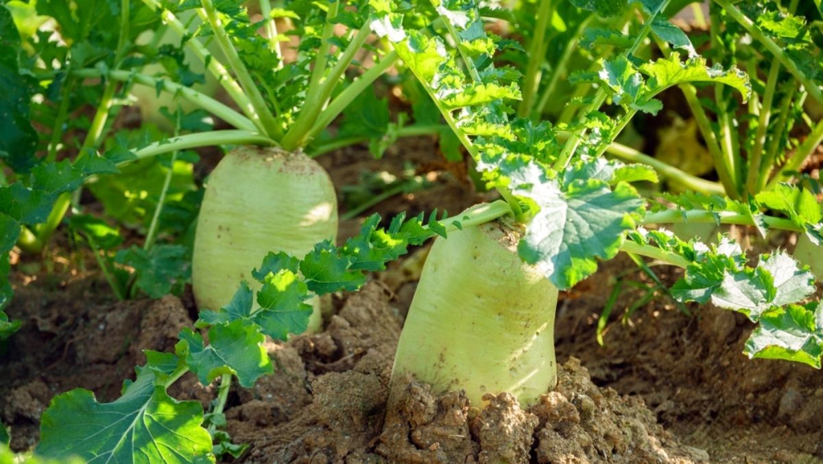 무 자료사진 / cstrike-shutterstock.com