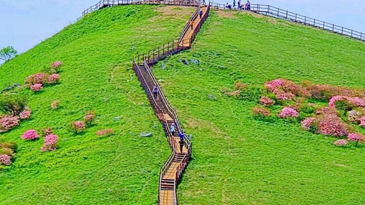 단양군 문화관광 공식 SNS 사진 활용해 제작한 '단양 소백산 철쭉제' 자료사진.