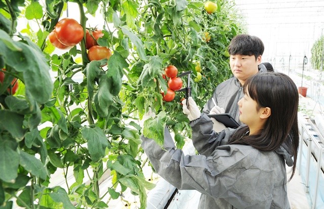 AI 기반 스마트농업 활성화를 위해 작물 생육 빅데이터를 수집하고 있다.