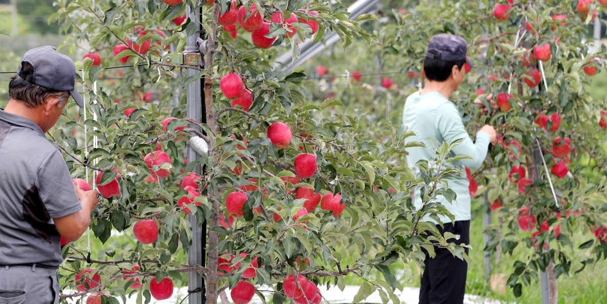 전북 장수군 장수읍 호은농장에서 농민들이 빨갛게 익은 사과를 수확하고 있다. / 뉴스1