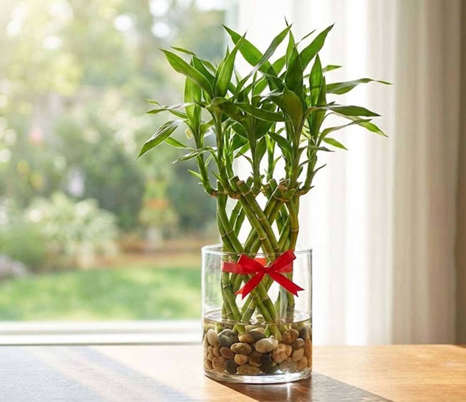 개운죽. AI 툴로 제작한 사진.